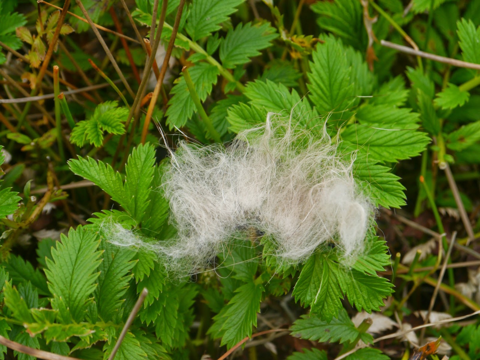 The Gleewoman's Notes Notes from the Wild Folk Coyote, Her Fur, and