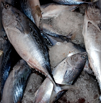 Manfaat Ikan Tongkol Jual Hasilnya Adalaha Kandungan Omega 3 Cakalang