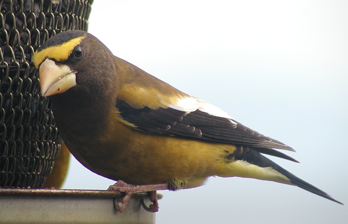 The Backyard Wildbird and Nature Store Nanaimo Bird Report, February