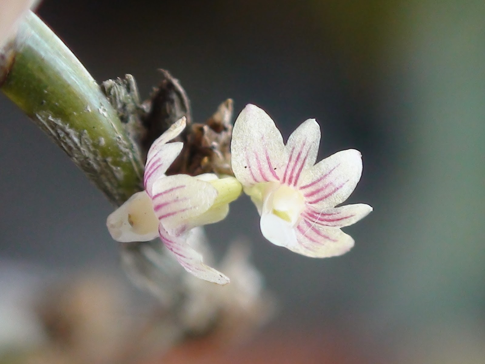 Wild orchids in sumatra: Aporum aloifolium (Blume) Brieger, 1981 f ...