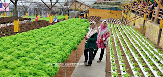 Holiday Cameron Highlands | Taman Agro Tourism Big Red Strawberry Farm & Cactus Valley