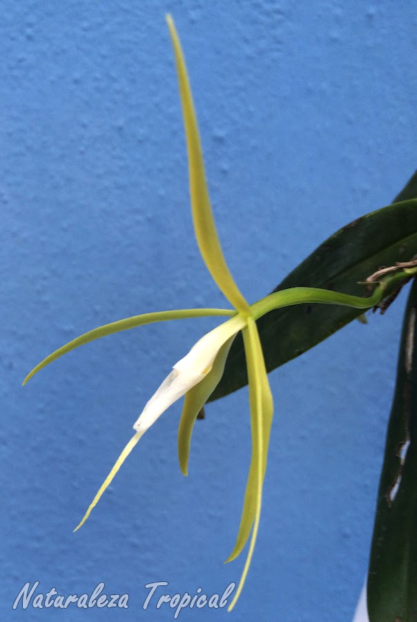 La Orquídea Dama de la Noche, Epidendrum nocturnum