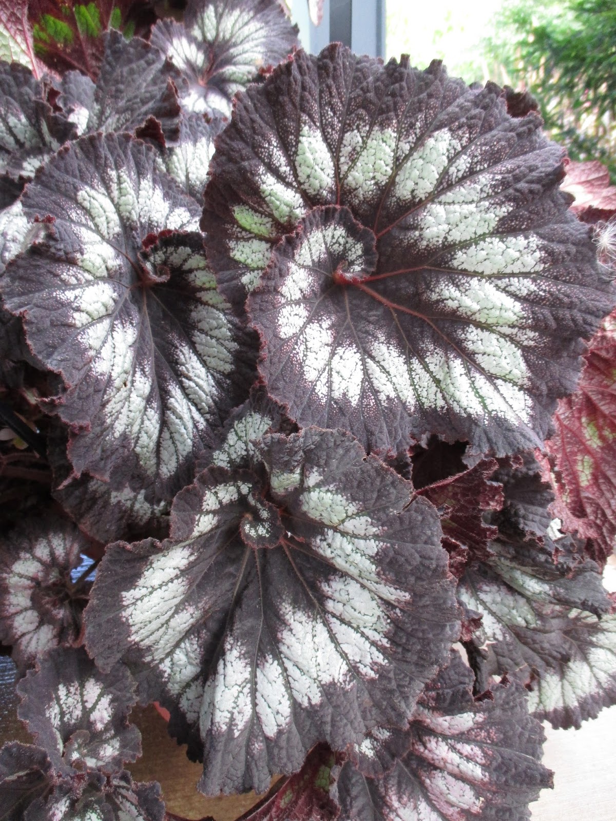 Indoor Botanical Gardens Chicago - Lincoln Park Conservatory And Its Stunning Botanical Gardens Will Finally Reopen Tomorrow