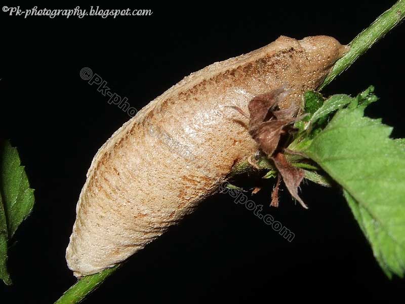 Praying Mantis Eggs Nature, Cultural, and Travel Photography Blog