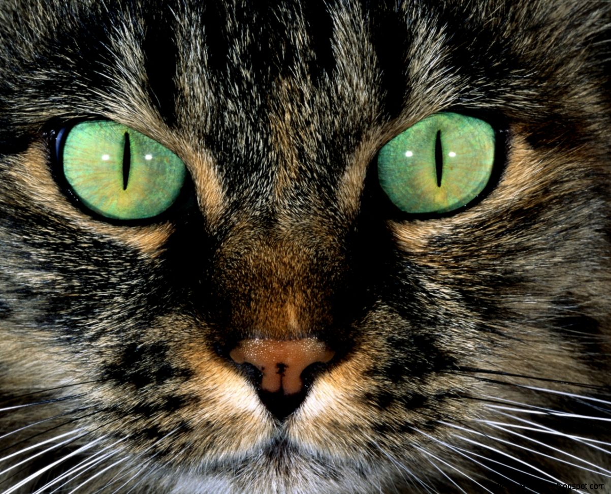 Cat Eyes Close Up Picture Gallery