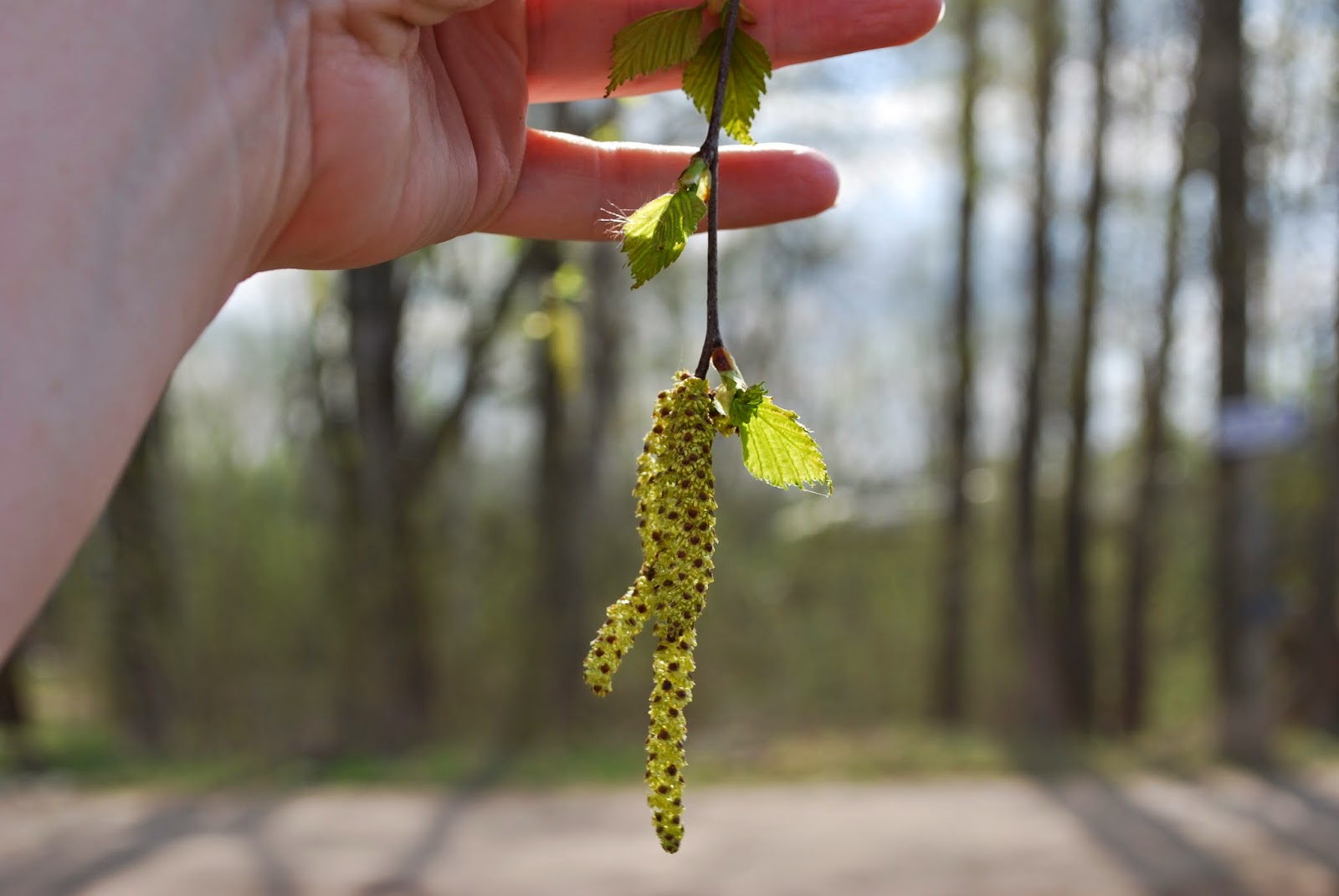 Сережки березы из бумаги