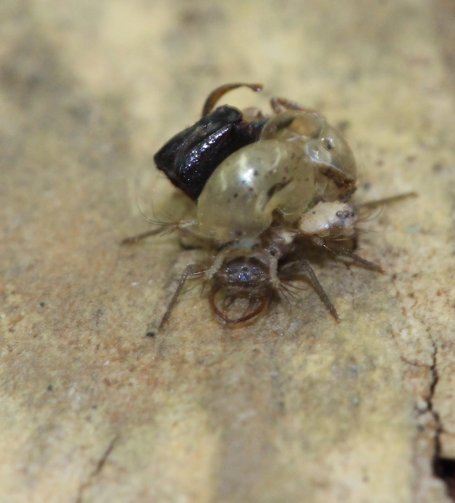 Resultado de imagen de Philomycus carolinianus