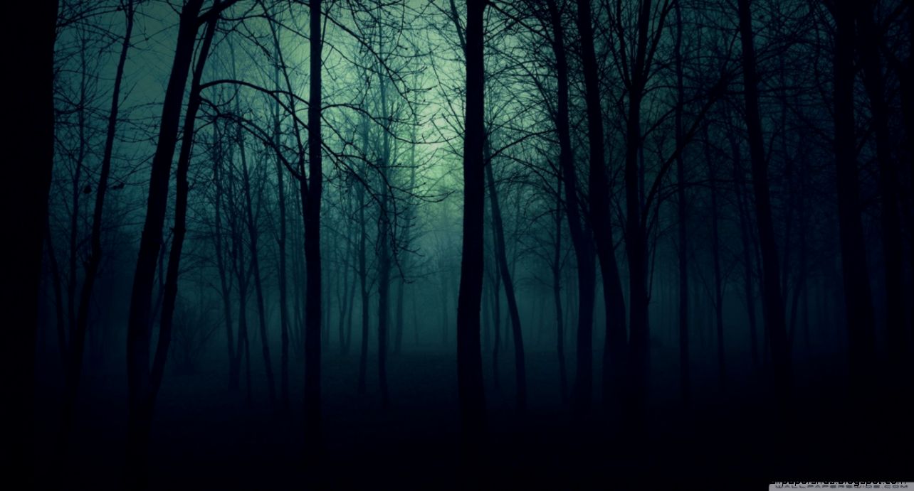 Dark Forest HD desktop wallpaper  High Definition  Fullscreen