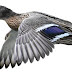 Free png download: bird-01-mallard