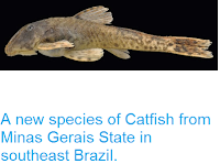 http://sciencythoughts.blogspot.co.uk/2013/12/a-new-species-of-catfish-from-minas.html