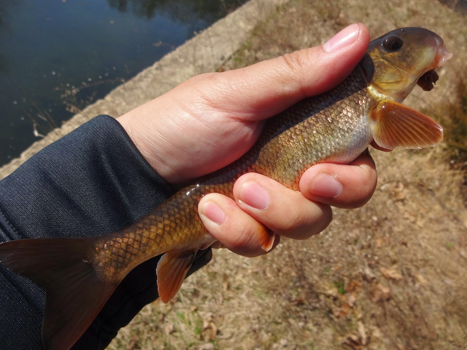 Extreme Philly Fishing: Statistical Fishing Chart for 2015
