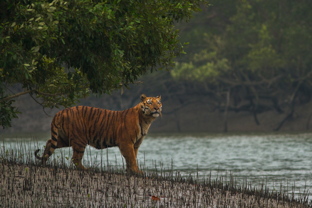 Indian Sundarban: An in-depth understanding: Epic tiger sighting at ...
