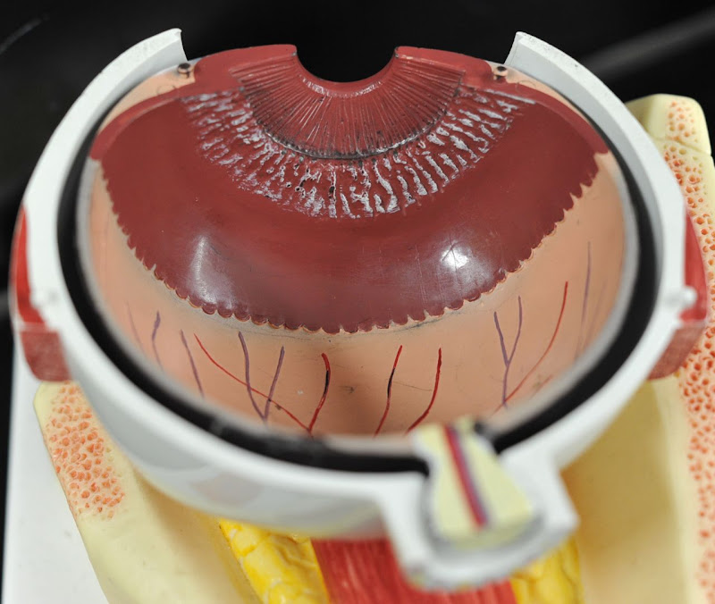 Human Anatomy Lab: Eye Models