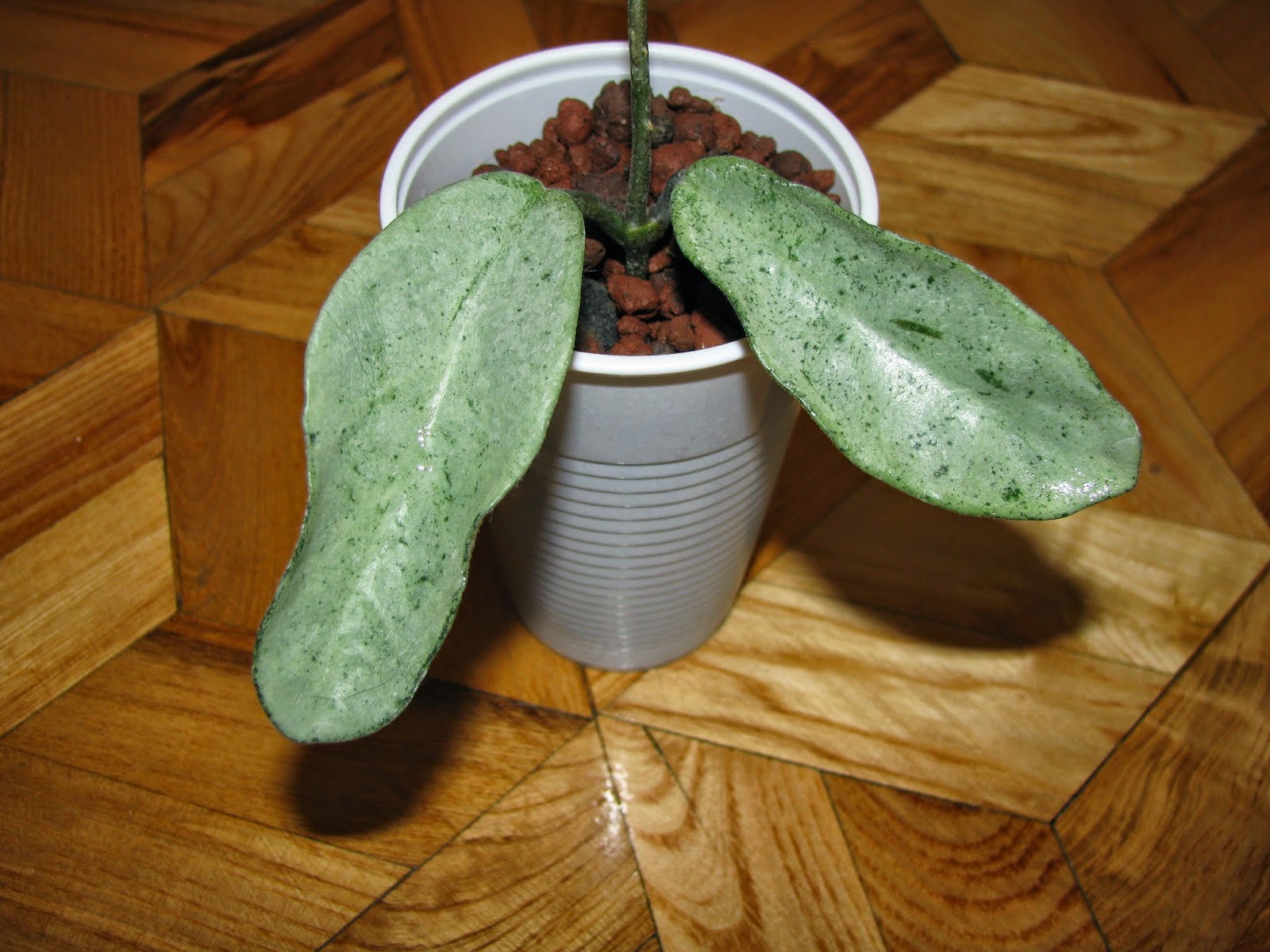 Loei province хойя. Хойя карноза. Хойя карноза грей. Хойя виола. Хойя карноза нова хост.