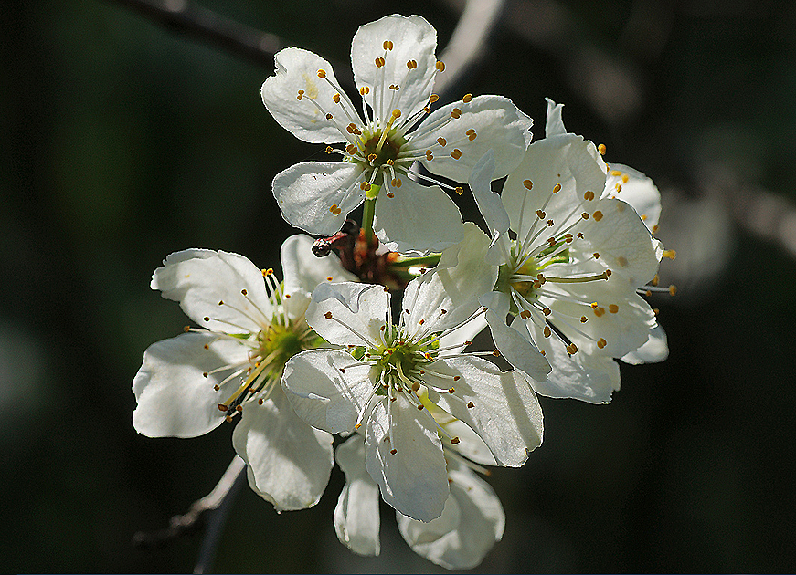 Цветение черёмухи. Яблоневый сад великий новгород. Дерево элгарио. Алыча соцветия. Дерево в воде.