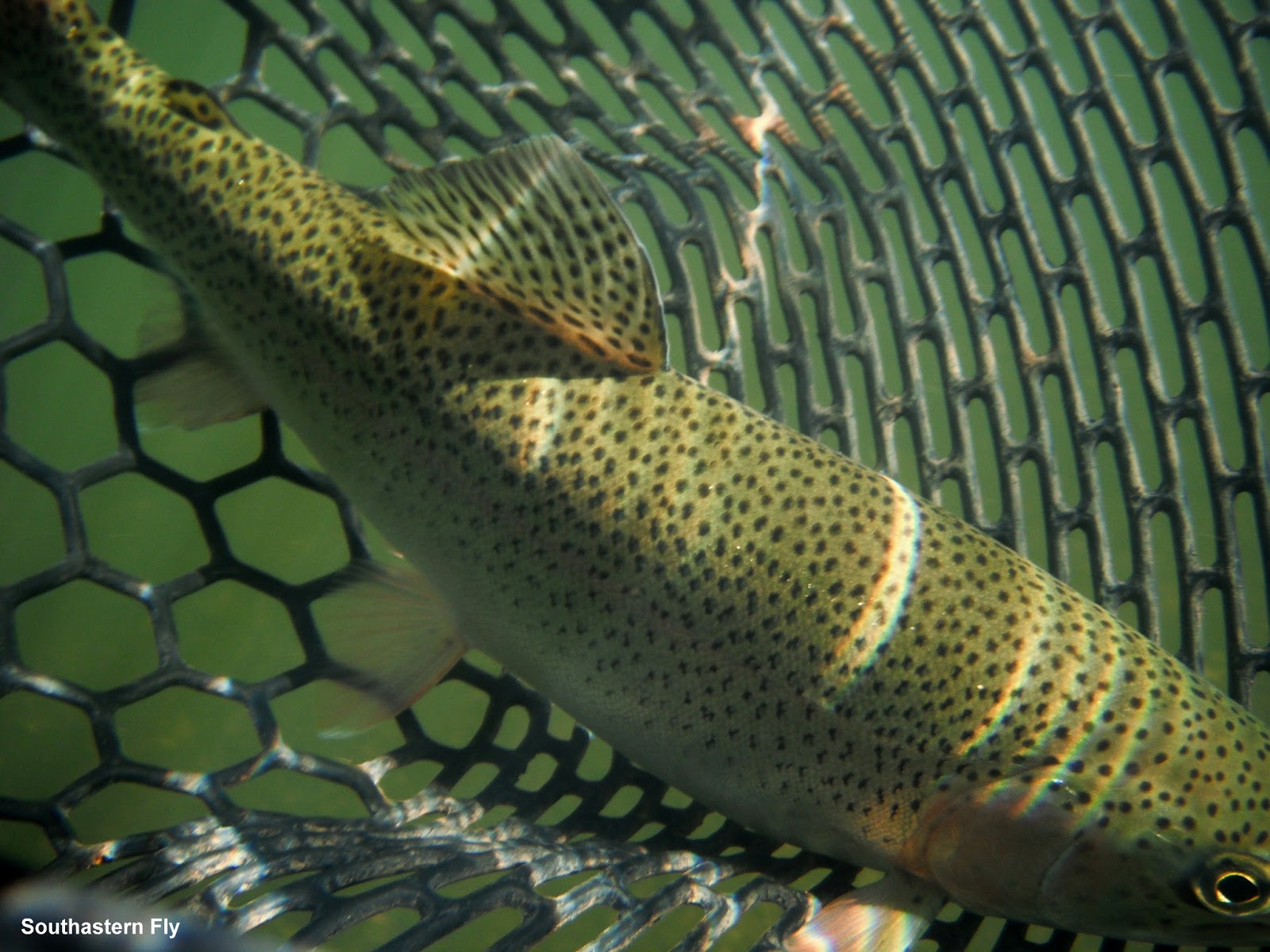 Southeastern Fly Nashville Area Fly Fishing