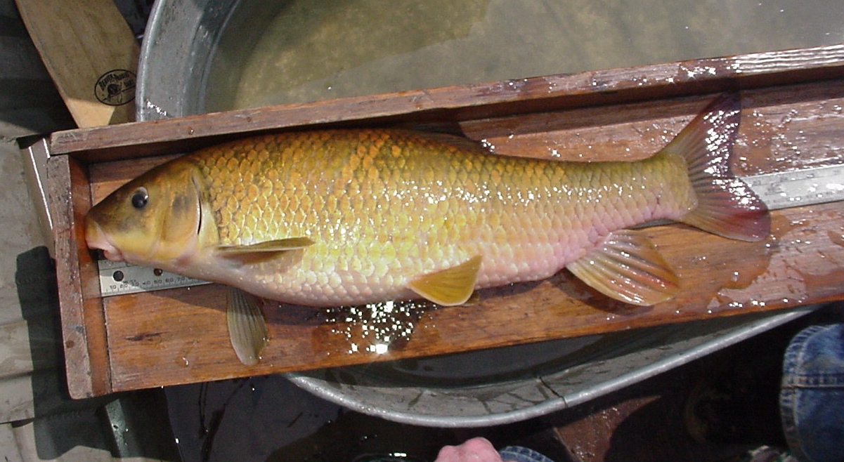 The Fisheries Blog: 5% of US Freshwater Fish Species Petitioned for ...