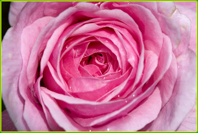 Wallpapers Name Loving Pink Rose Flowers And 15 Quotes Must See