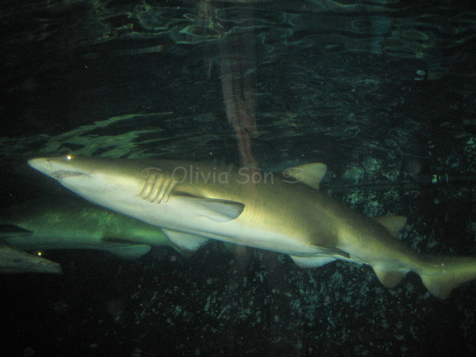 Requin, Sydney Aquarium, Sydney, Australie