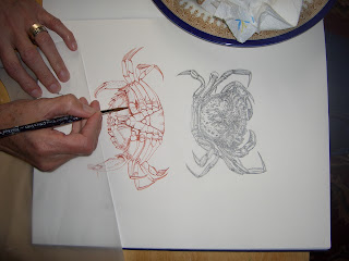 drawing crabs
