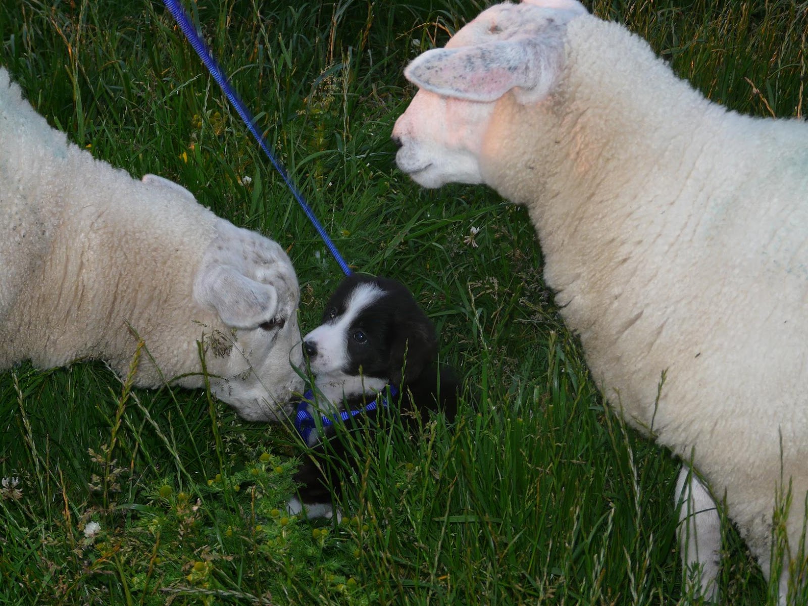 Facts about Lambs and Sheep