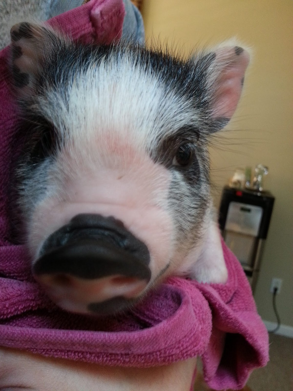 Colorado Cutie Pigs Blog