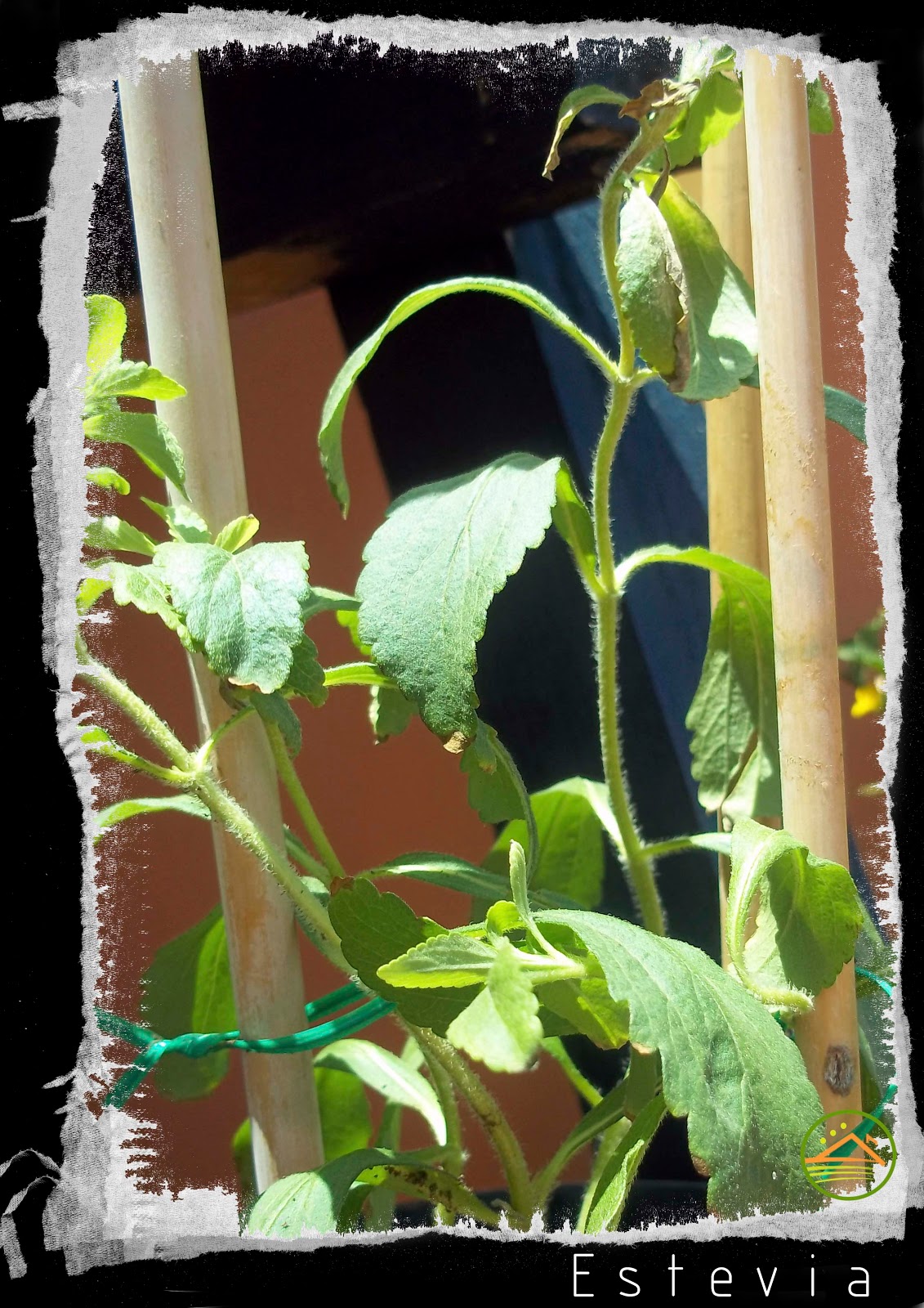 PLANTAS MEDICINALES REPRODUCCIÓN Y USO DE LA STEVIA REBAUDIANA Mi