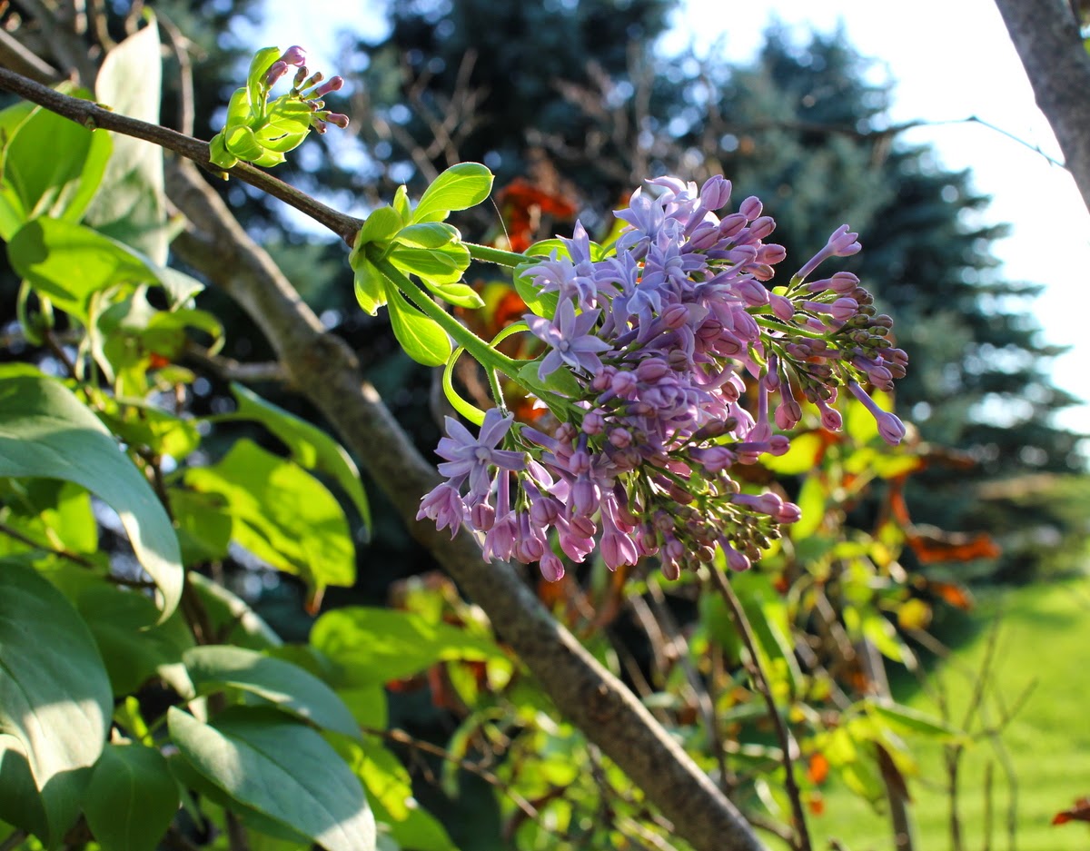 Lilacs and Springtime Lilacs in September