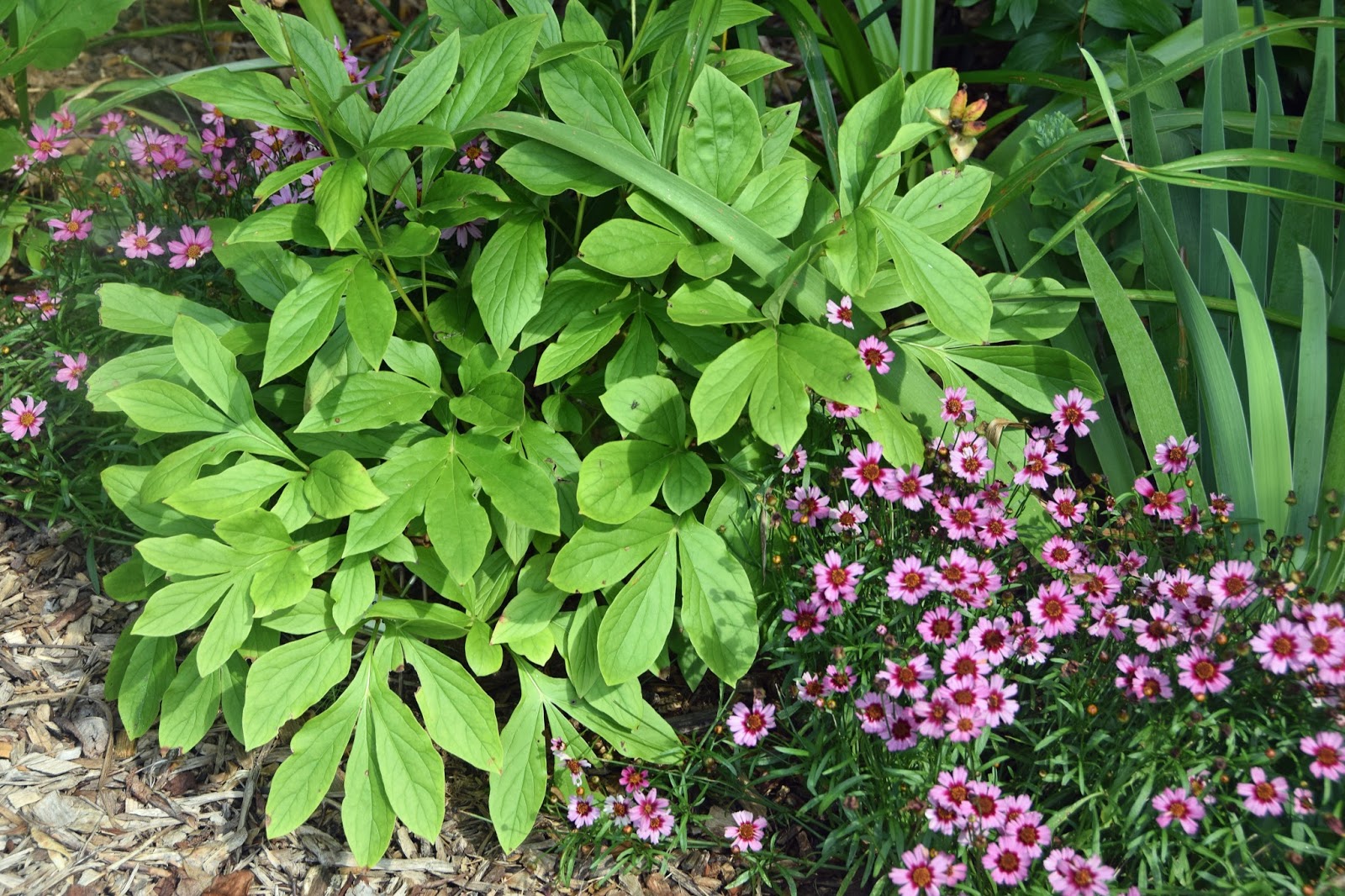 Southern Peony 2016 Peony Companions Coreopsis (Tickseed)
