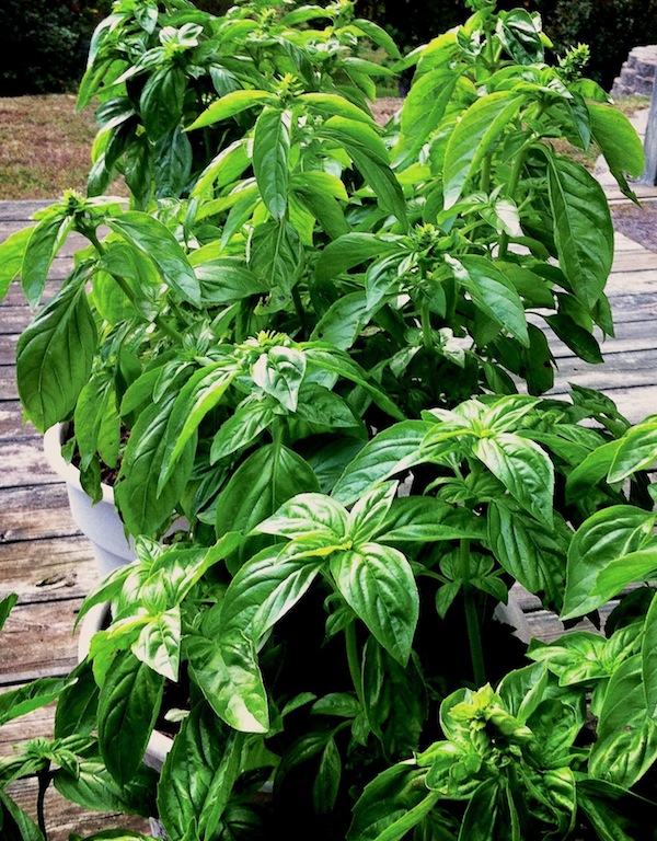 Points In My Life Enjoying Your Garden Basil All Winter Long