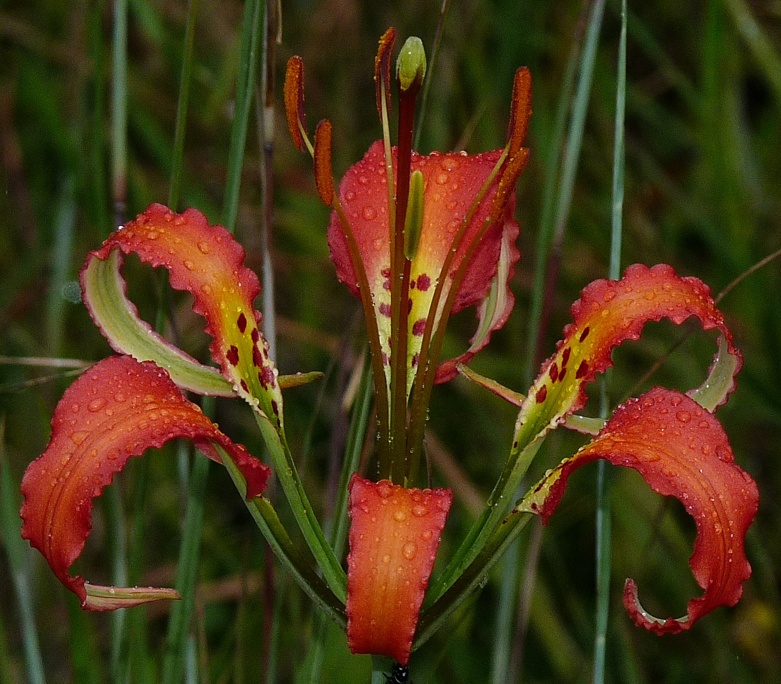 Using Native Plants Lilies