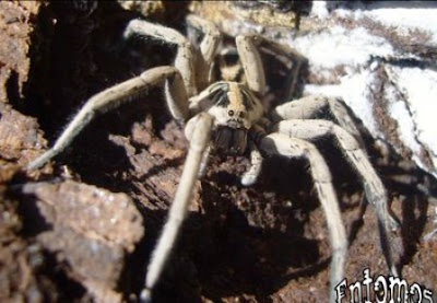 Fotos arañas venenosas Lycosa argentinas (Lycosa cosquin, la Lycosa pampeana y Lycosa pardalina). 