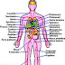 Free Lesson Plans 4U: Free Printable Human Body and Anatomy Color and
