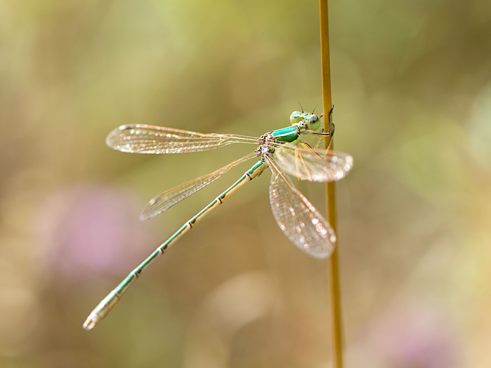 Macrophoto plaisir passion Le Leste sauvage, Lestes barbarus