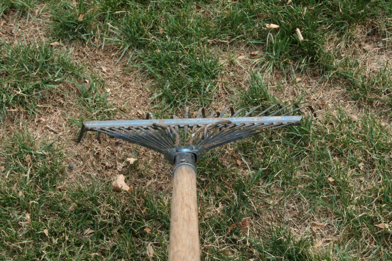 The Flower Bin Now’s the time to plant grass seed