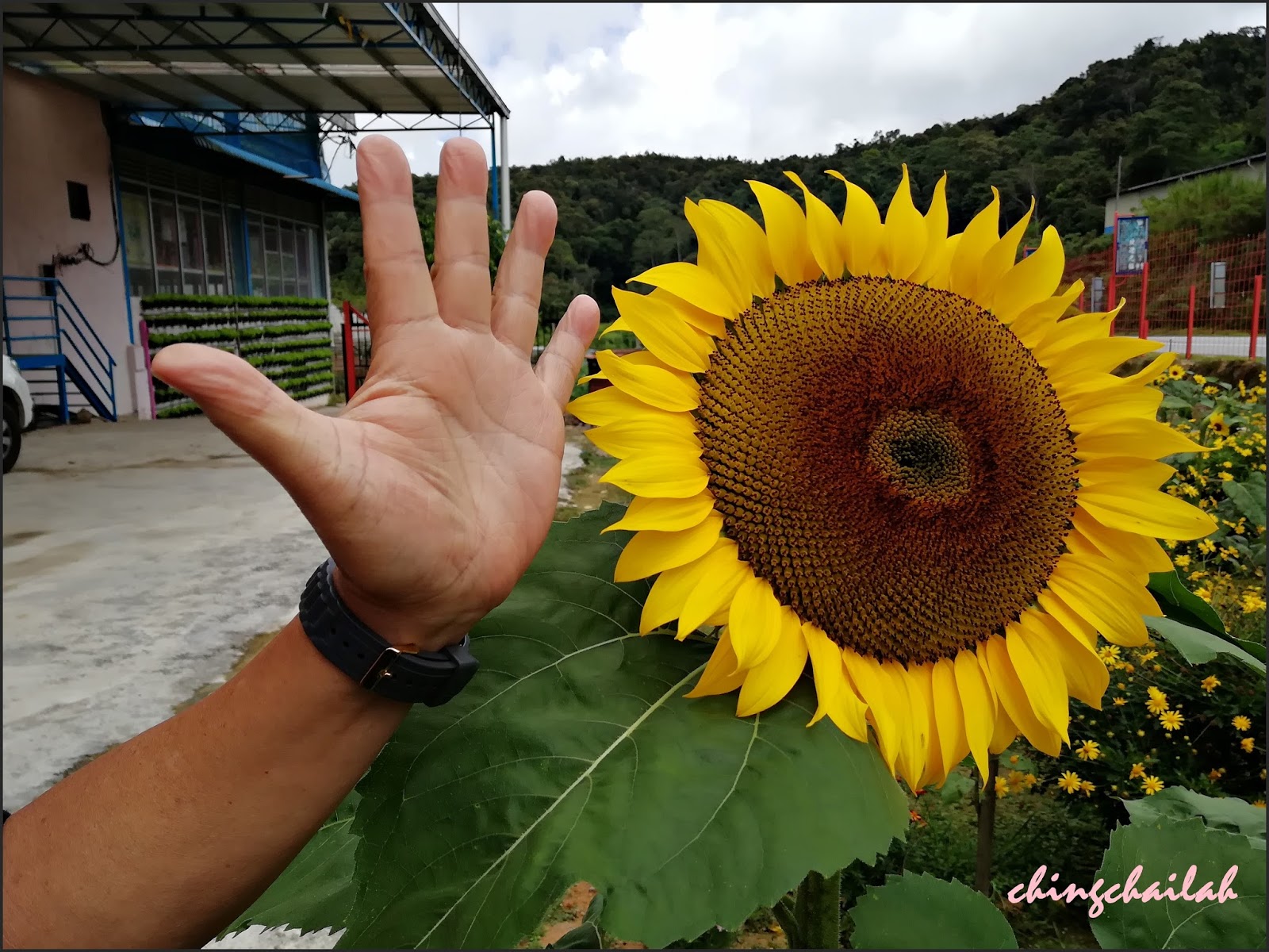 Simple Living In Nancy Large Sunflowers In Cameron Highlands