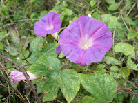 Morning Glory/Ipomoea purpurea Morning Glory/Ipomoea purpurea