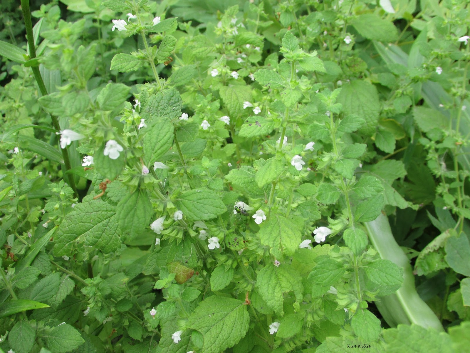 Gardening Granny's Gardening Pages Lemon balm
