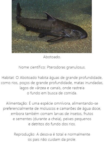 Peixe Abotoado Peixe-Abotoado