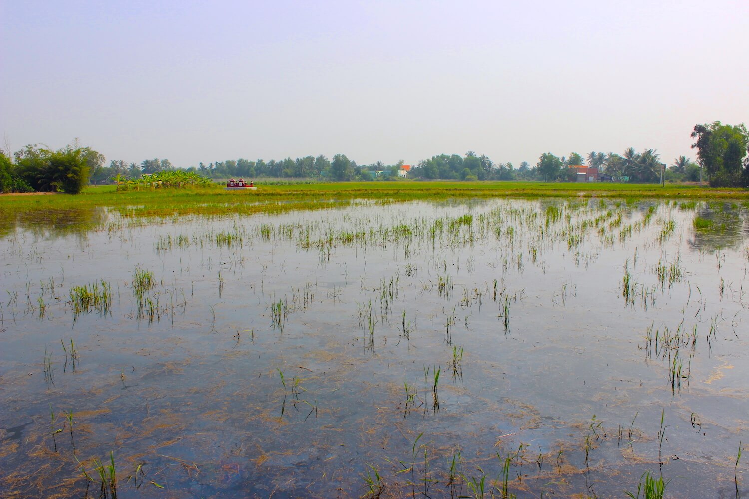 mekong delta rice paddy and red tombstones