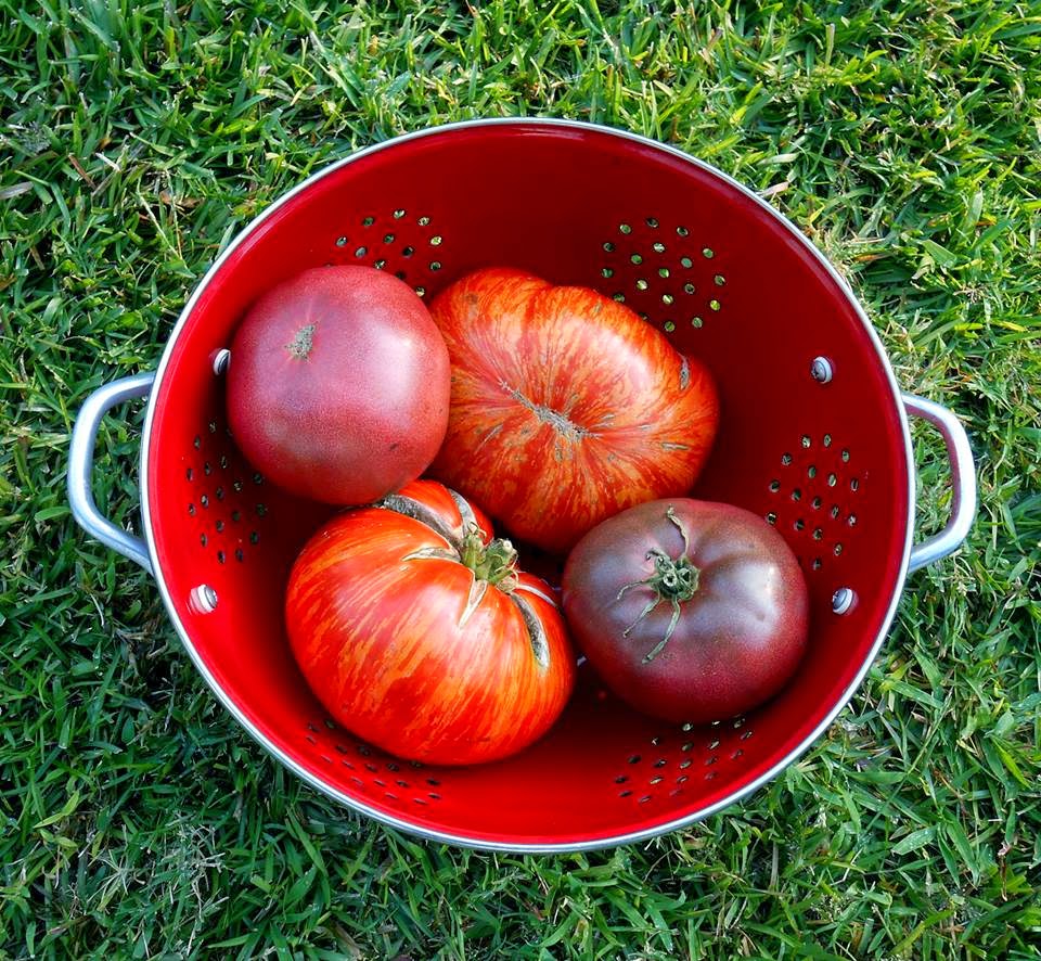 A Kitchen Garden In Kihei Maui Growing Tomatoes Spraying The Plants With Various Omri Products Is Time Consuming And Expensive I Ve Found Best Remedy To Keep Well Fertilized