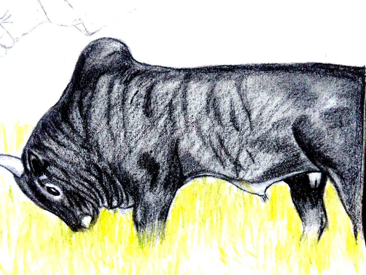 Jallikattu Pencil Drawing