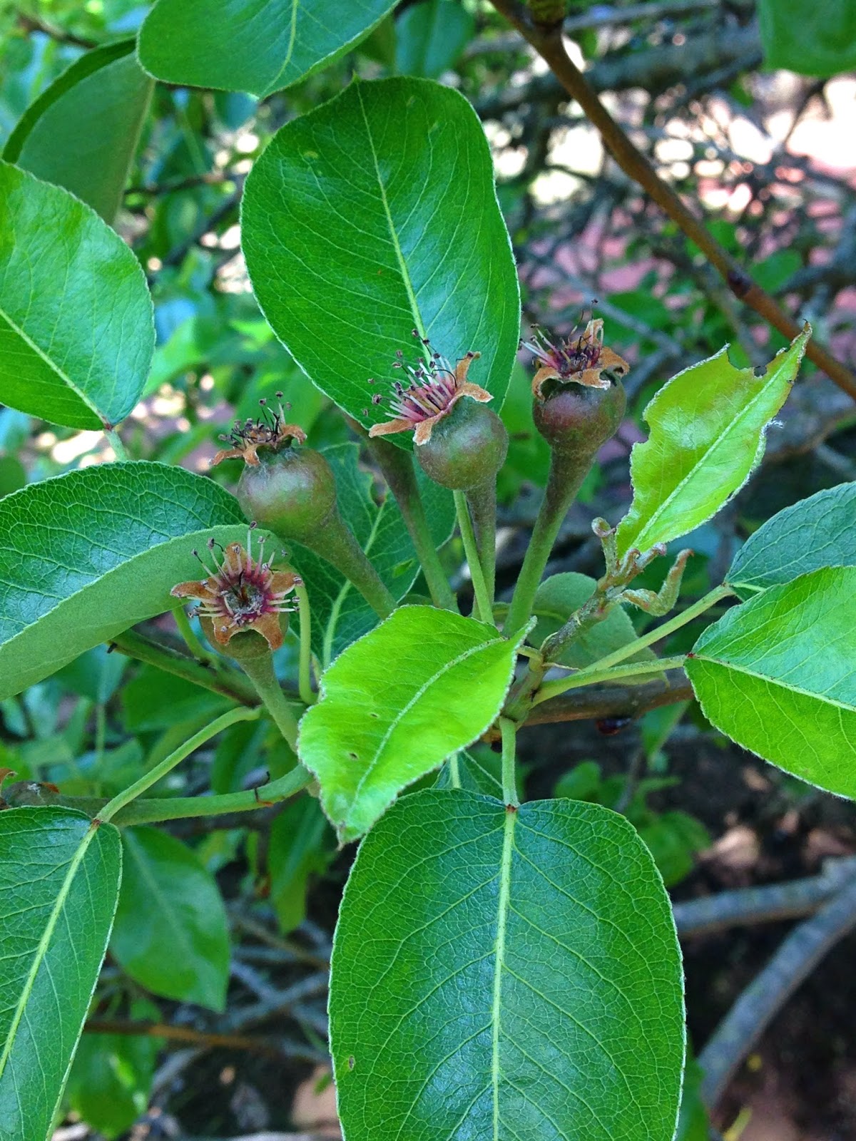how to make eau de vie de poire Knitionary