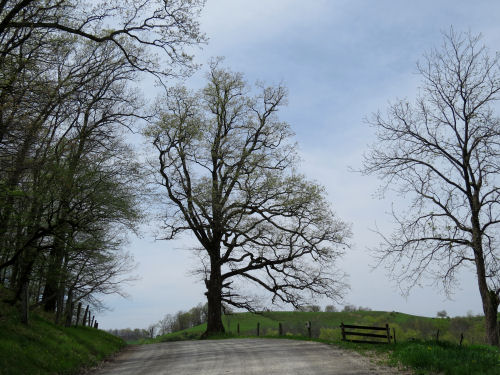 road with tree