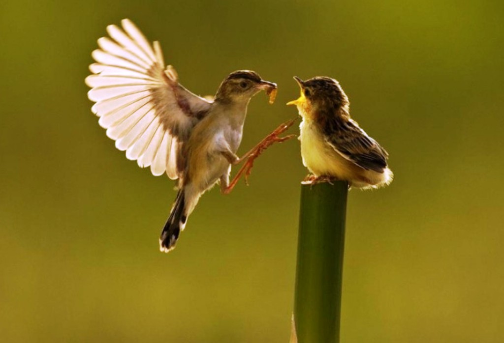 A bird in the bush пословица. птица сидит на дереве. птица на ладони. Birds names. гнездо полевого воробья.
