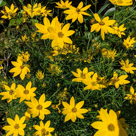 image of a shrub bearing tons of small yellow flowers