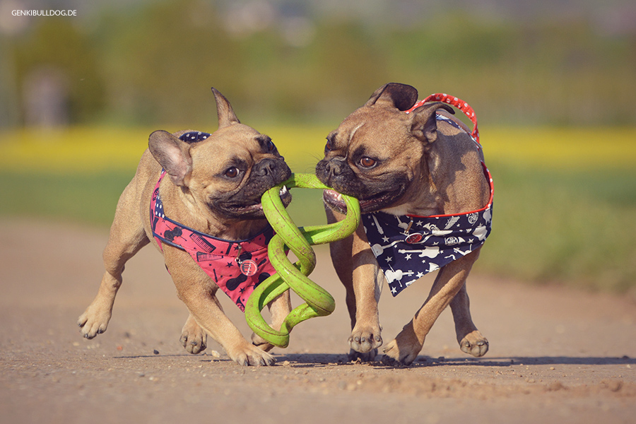 Chuckit Floppy Tug Hundespeilzeug zum Zerren Chuckit Floppy Tug Hundespeilzeug zum Zerren