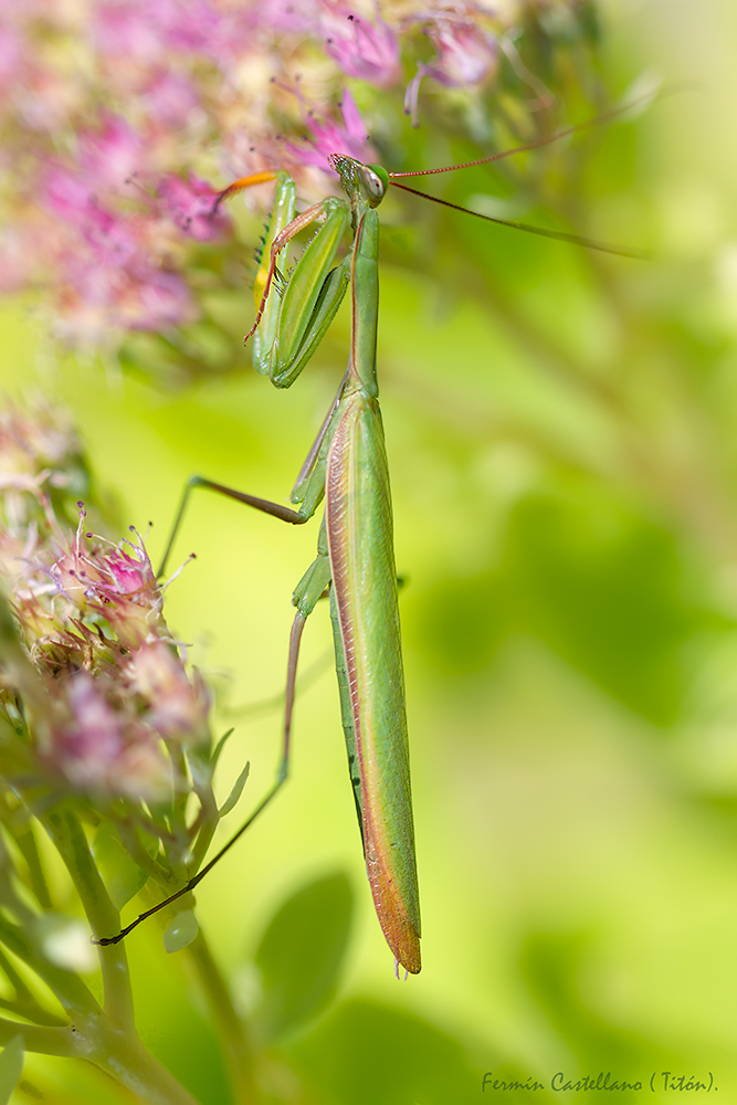 ASILVESTRAO: diciembre 2017