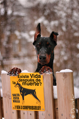 Imagen subida