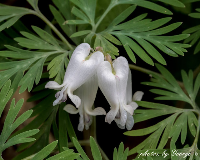 "What's Blooming Now" Dicentra in Tennessee